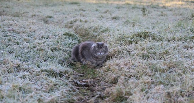 Заморозки до 3 градусов ниже нуля ожидаются в Луганске ночью и завтра утром