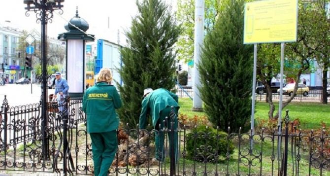 В Луганске по улице Советской высадили более 10 тысяч кустов бирючины