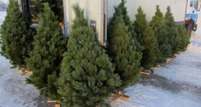 В Станице Луганской начали продавать новогодние елки. Адреса где можно купить
