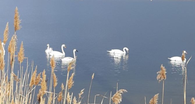 15 белых лебедей уже вернулись на озеро Вейсовое