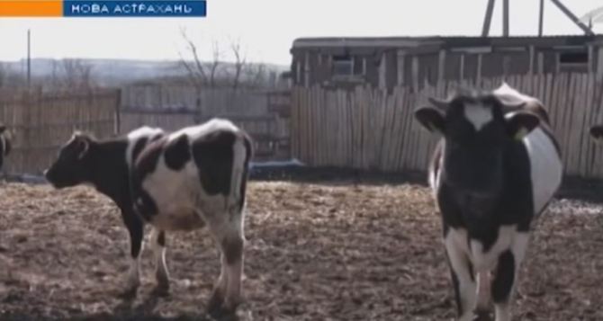 На Луганщине фермеры угрожают забить поголовье скота из-за отсутствия сбыта. ВИДЕО