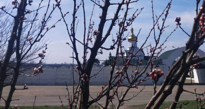 Прихожане высадили на территории луганского храма 150 кустов роз. ФОТО. ВИДЕО