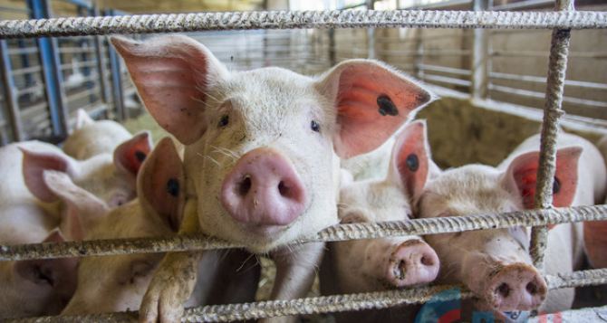 Инвестор планирует строить под Луганском свинокомплекс на 1200 голов свиноматок