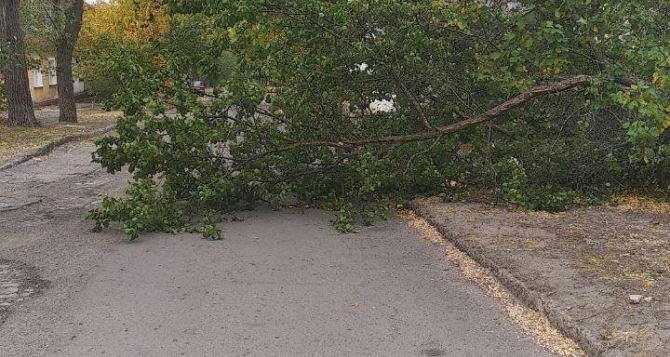 В Луганске убирают поваленные деревья и устраняют другие последствия сильного штормового ветра. ФОТО