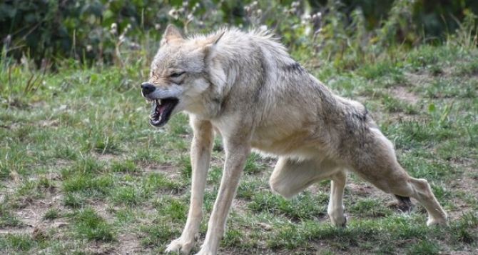 В районе города Шахтёрска бешенный волк напал на двух человек