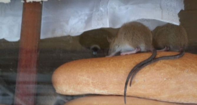 В Ровеньках крысы оккупировали киоск для продажи хлеба. ФОТО