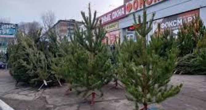 В Луганске разрешили еще 6 елочных базаров