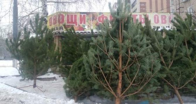 В Луганске начали работать елочные базары. Где какие елки и какая цена. ФОТО