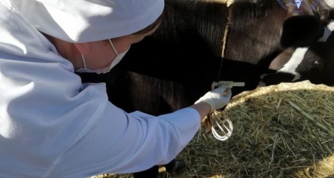 В Луганске отчитались о проведенной вакцинации. ФОТО