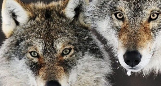 Под Донецком местным жителям угрожает агрессивная пара диких волков