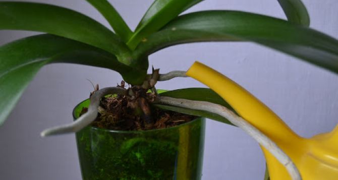 Как нужно правильно поливать орхидею?