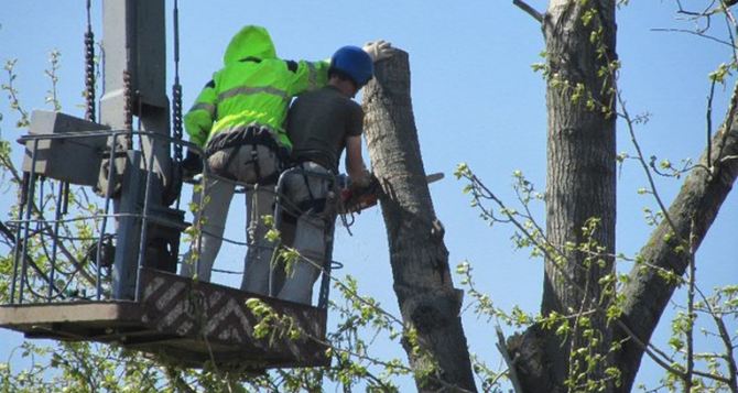 В Луганске выявили почти 500 опасных деревьев