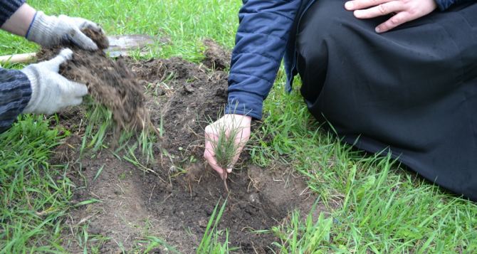 25 новых сосен высадили в Луганске у храма «Умиление»