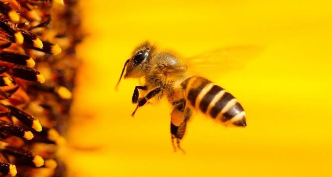 Укрпошта больше не будет перевозить пчёл