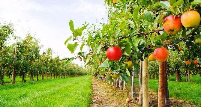 В Луганске до конца года посадят 50 гектаров фруктовых садов