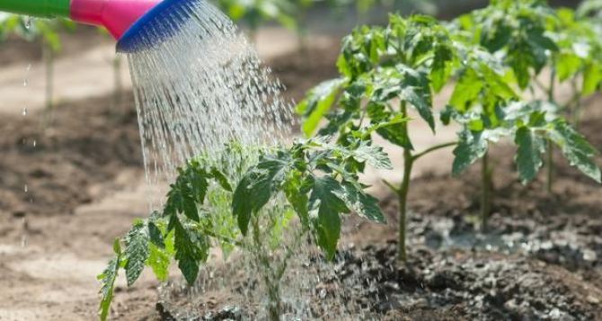 Как правильно поливать огород летом