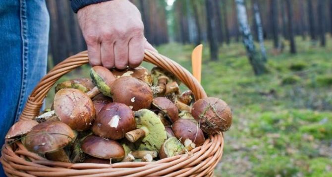 За сутки на Луганщине участились случаи отравления грибами