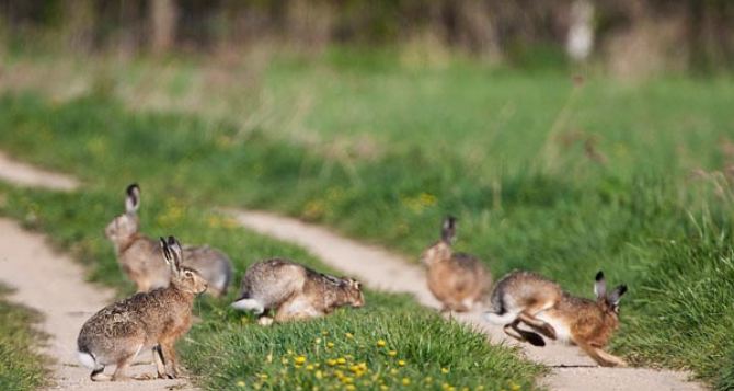 В Кременной поймали браконьера с семью зайцами
