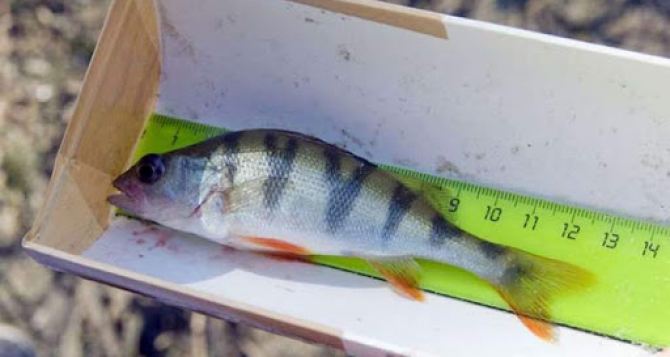 В Луганске назвали минимальные размеры рыб и раков, разрешенных к вылову. ФОТО