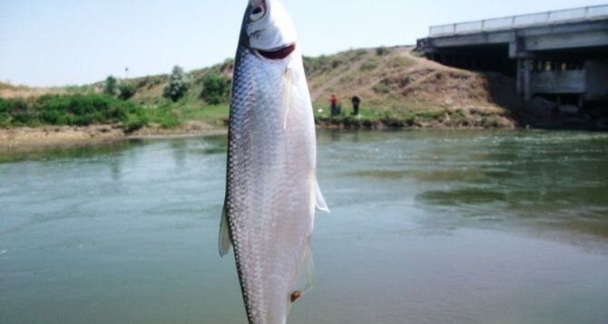 список водоемов где введен запрет на рыбалку
