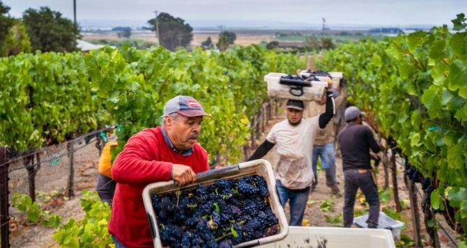Сорта винограда для вина для выращивания в Луганской области