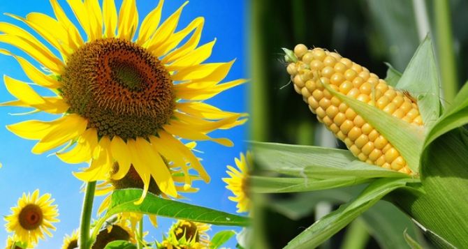 Как выбрать и посадить семена кукурузы?