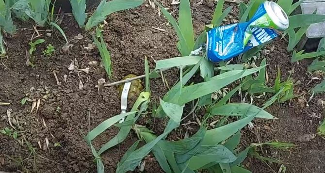 В Пасхальное воскресенье на кладбище в Луганске обнаружили мину-ловушку с гранатой Ф-1