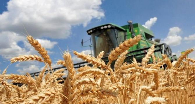 Стало известно, какой урожай зерна собрала Украина на сегодняшний день