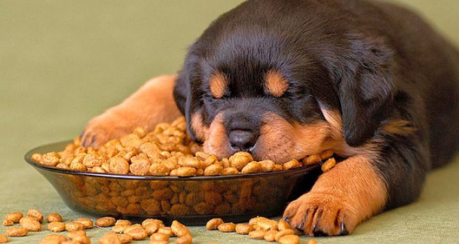 Ученые рассказали, чем нельзя кормить собак ни в коем случае