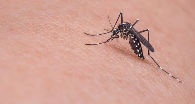 Как защититься от укусов комаров: старый советский способ со 100% гарантией