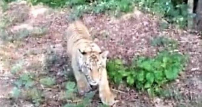 Тигр сбежал из зоопарка и перешел границу Украины в Словакию