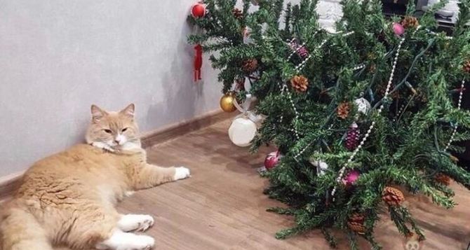 Как защитить новогоднюю елку от кота: 3 нехитрых способа