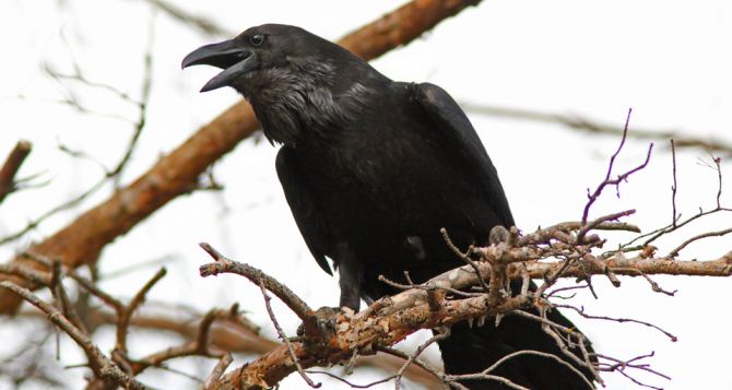 Что можно а что категорически нельзя делать декабря