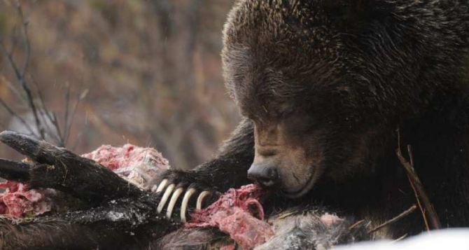 В Украине замечены медведи-шатуны. Будьте бдительны даже в городе! Как избежать встречи