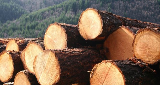 Продажа леса: что теперь будет с древесиной