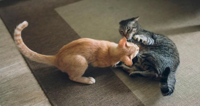 Как понять играют кошки или дерутся