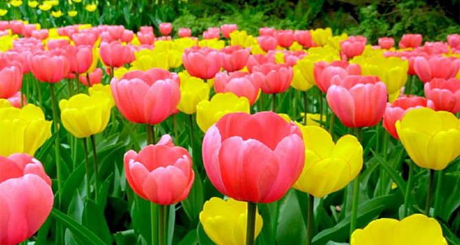 Цветочный бум: сколько стоят тюльпаны в Украине накануне 8 марта