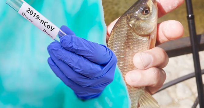 Рыбный грипп: заразиться инфекцией от плавника