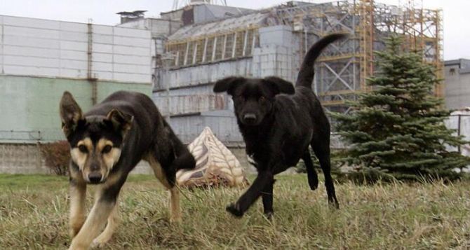 Собаки из Чернобыля с уникальной ДНК научат украинцев новым приемам выживания