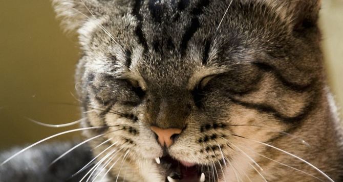 О чём говорит кошка: эксперты рассказали, что означает кошачье мяуканье