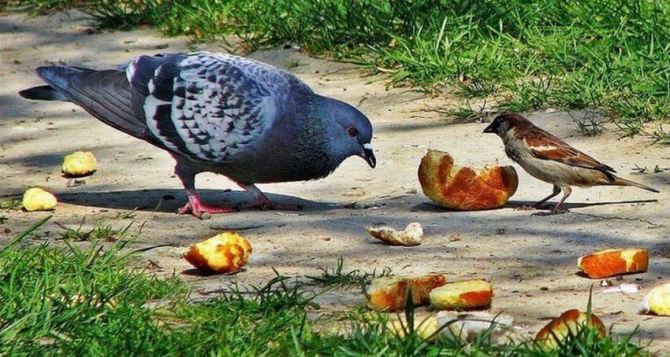 Почему сегодня нельзя кормить птиц: народные приметы на 22 марта