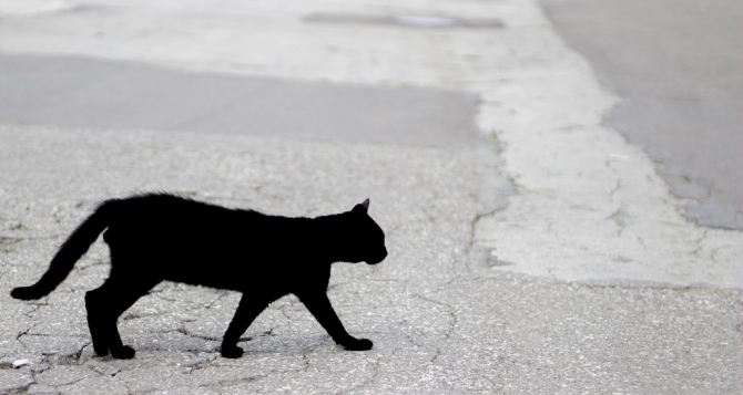 Что делать, если черная кошка перешла дорогу: народные приметы на 28 марта 2023 года