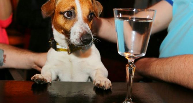 В Великобритании от алкоголизма впервые вылечили собаку