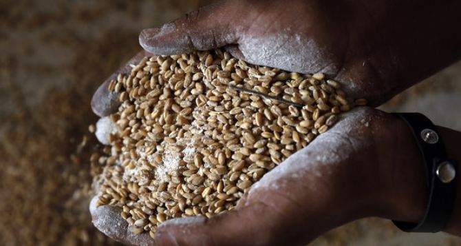 Словакия приостанавила обработку пшеницы из Украины: в зерне повышенное содержание пестицидов