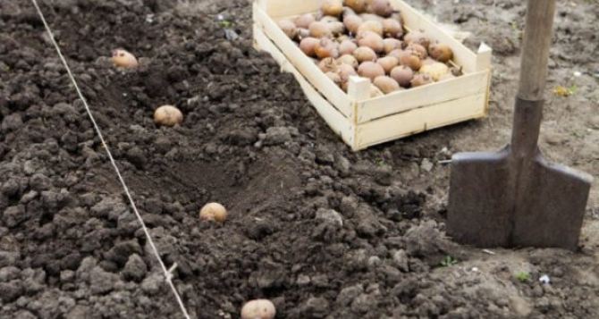 Благоприятные дни для посадки картофеля в 2023 году