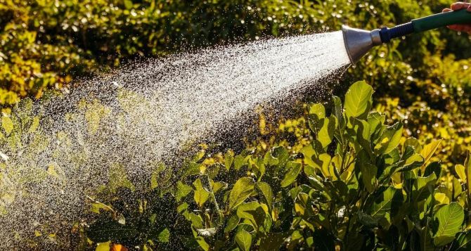 Штраф до 50 000 евро за неправильный полив садовых растений в жару в Германии.