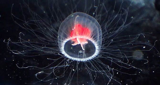 Ученые обнаружили медузу, которая способна «стареть» в обратном направлении и жить вечно