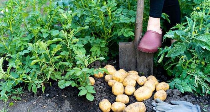 Можно ли выкапывать картошку раньше? В многолетнем споре поставлена жирная точка