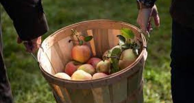 В субботу в Праге можно БЕСПЛАТНО попробовать яблоки оригинальных сортов