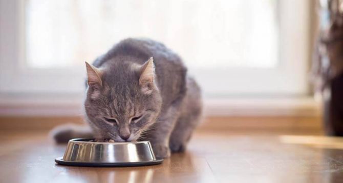 Сколько раз в день необходимо кормить кошку: ветеринарный врач сделал важное заявление